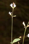 Creeping lespedeza